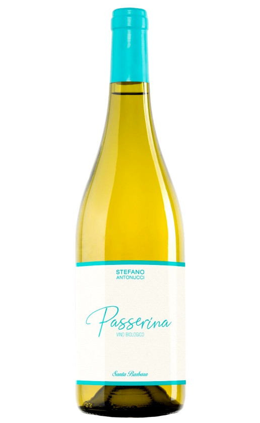 Santa Barbara Passerina Marche